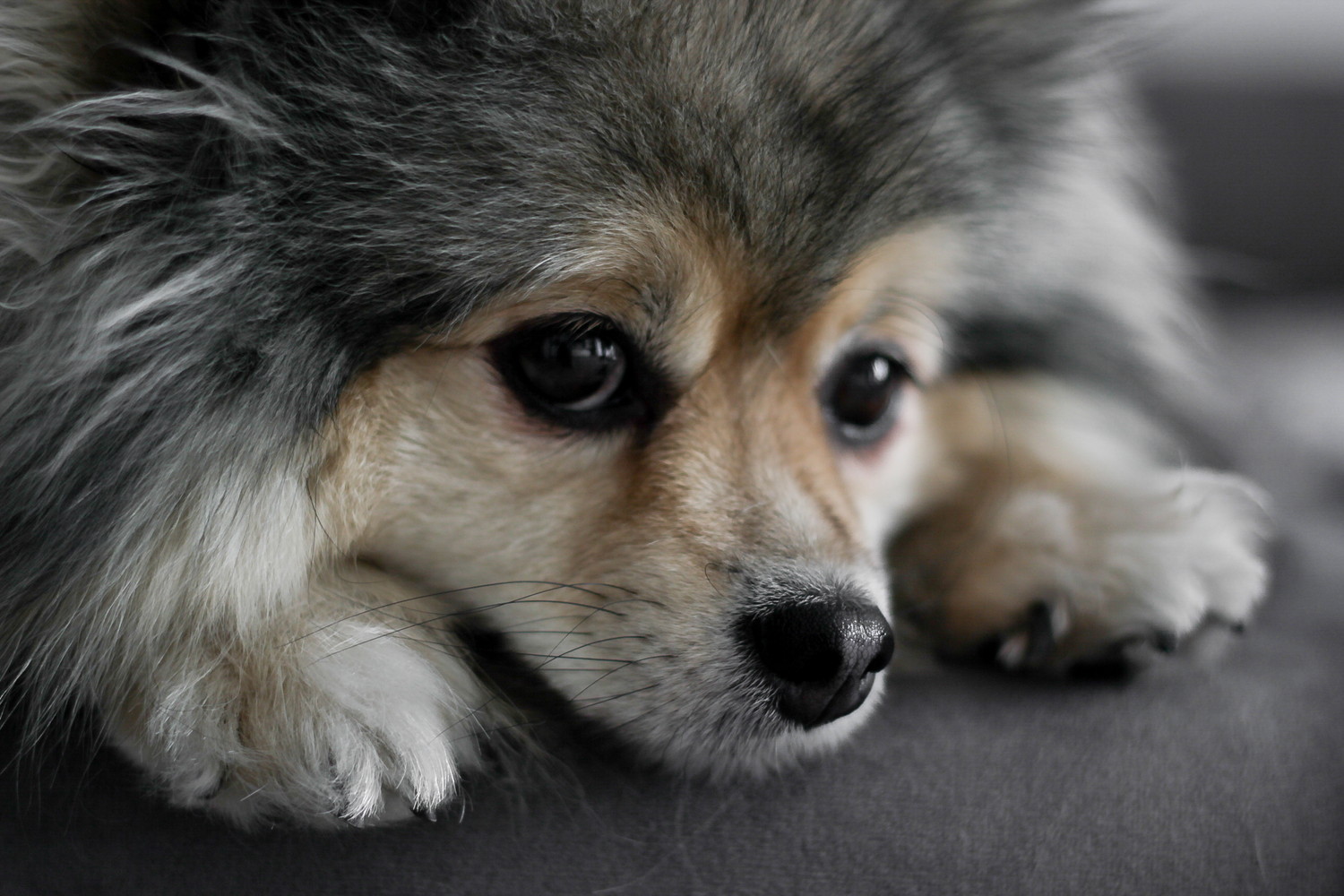 床に伏せるウルフセーブルのポメラニアンのアップ
