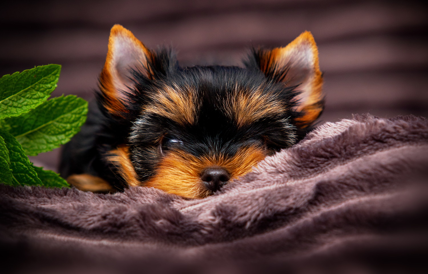 敷物の上に置かれたミントの葉の隣で伏せる犬