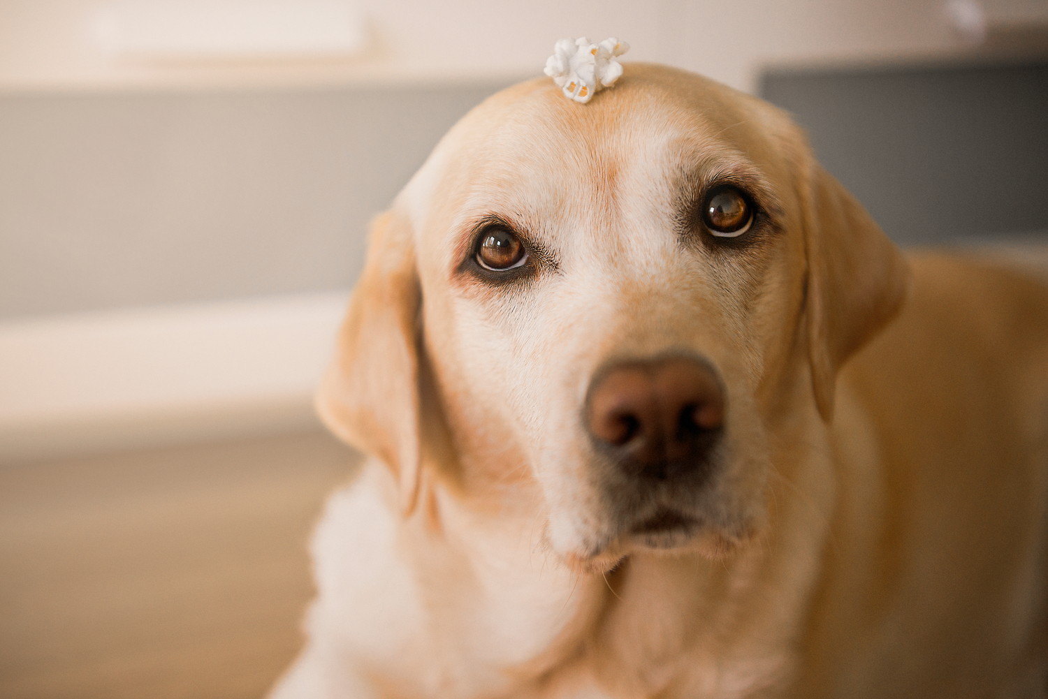 頭にポップコーンを乗せている犬