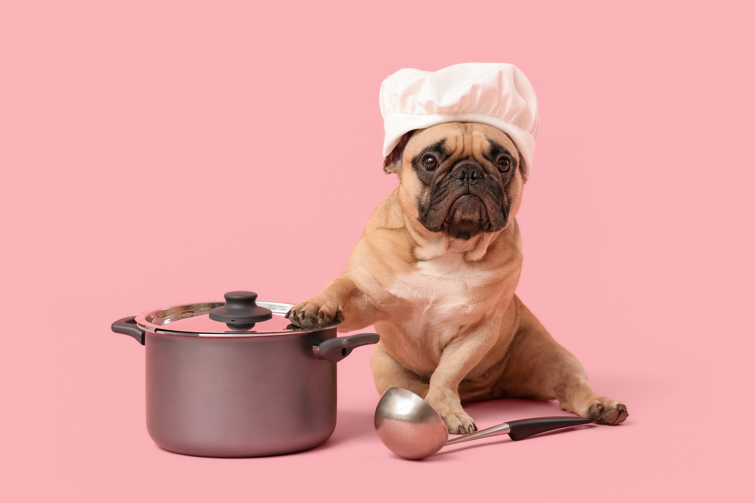 シェフ帽をかぶって調理器具のそばに座る犬