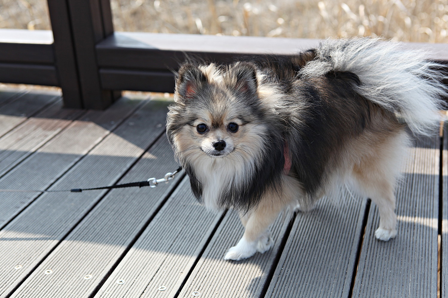 リードを着けて散歩中のウルフセーブルのポメラニアン