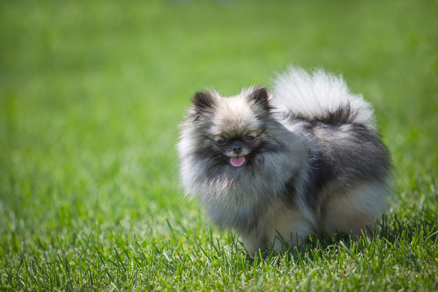 屋外で楽しそうな表情のウルフセーブルのポメラニアン