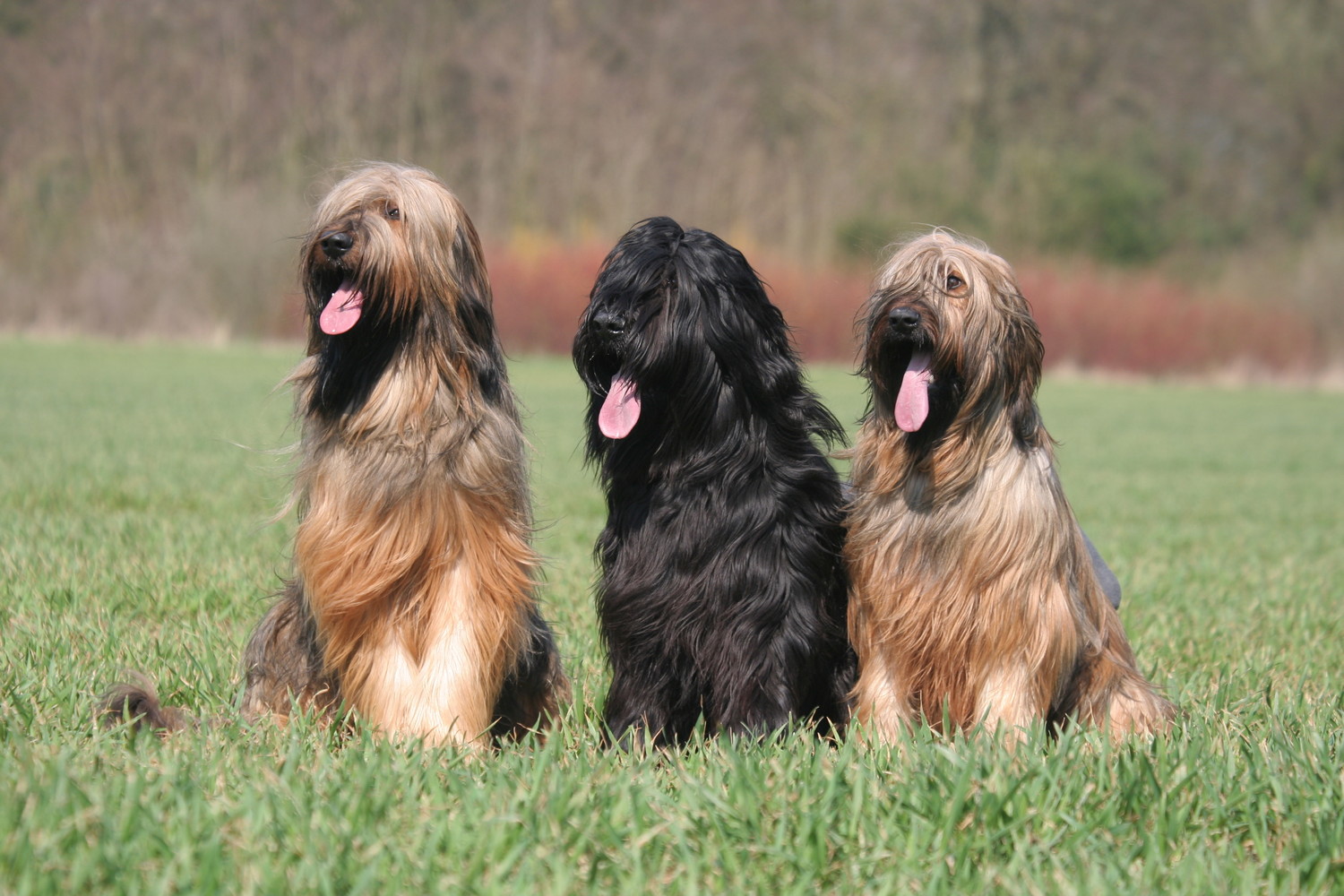 芝生に並んで座る3頭のブリアード