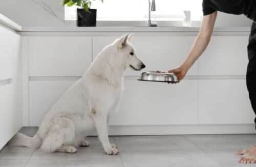 犬にごはんをあげる人