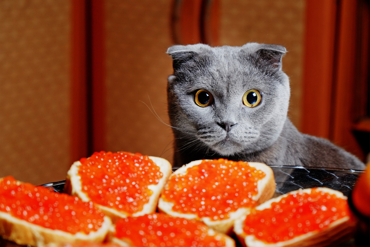 イクラが乗ったパンと正面を見つめる猫