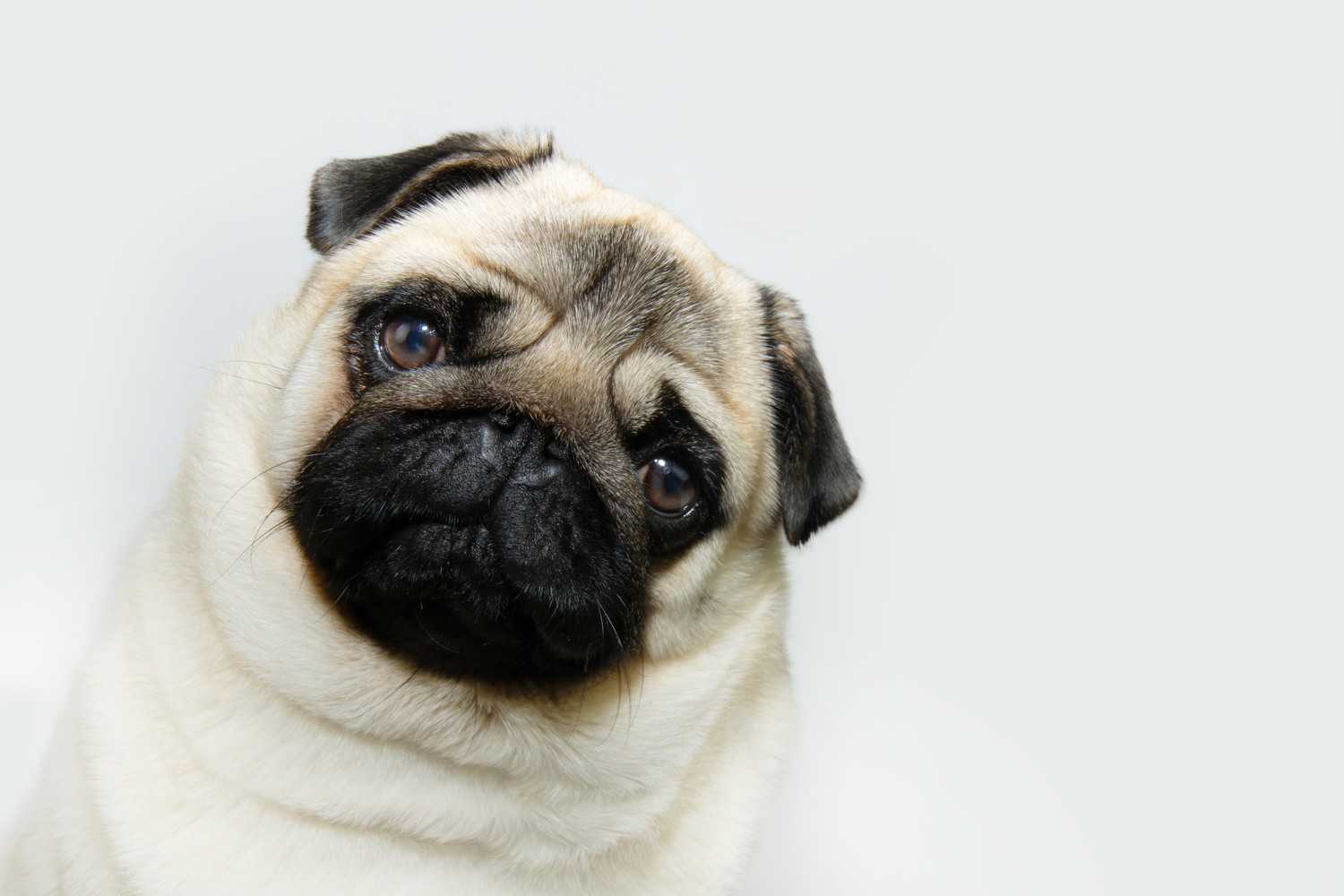 正面を見つめながら首を傾げる犬のアップ