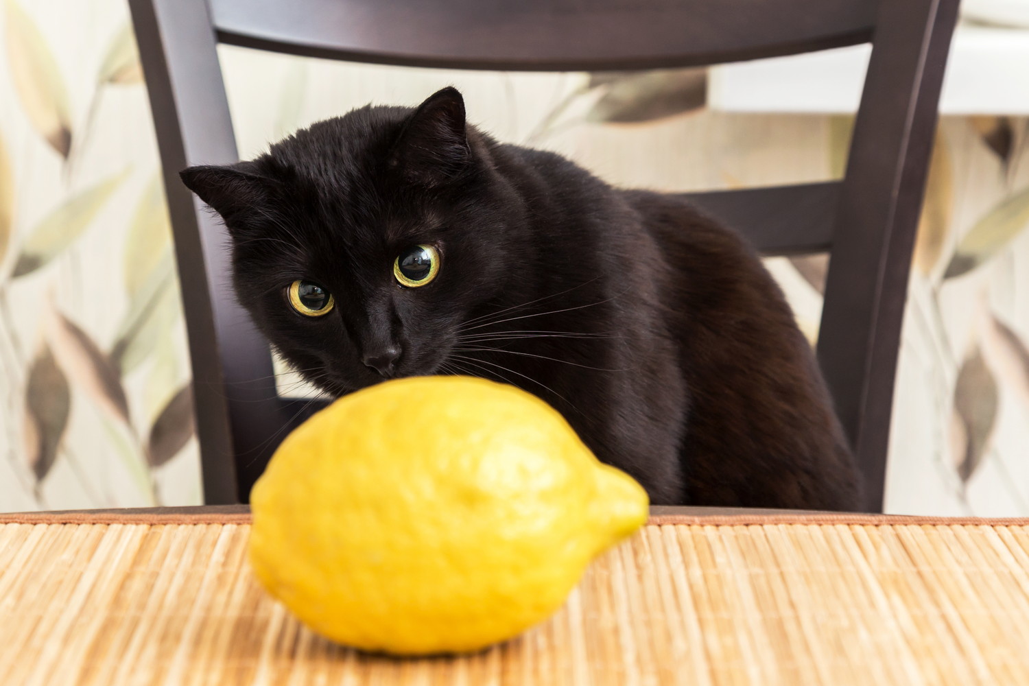 テーブルの上のレモンを見つめる猫