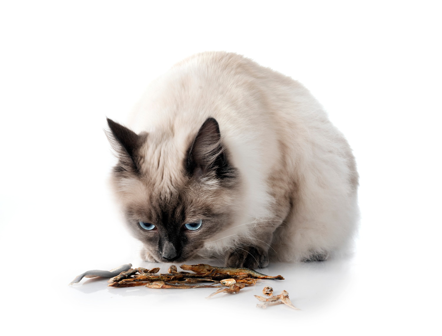 煮干しに顔を近づけて匂いを嗅ぐ猫