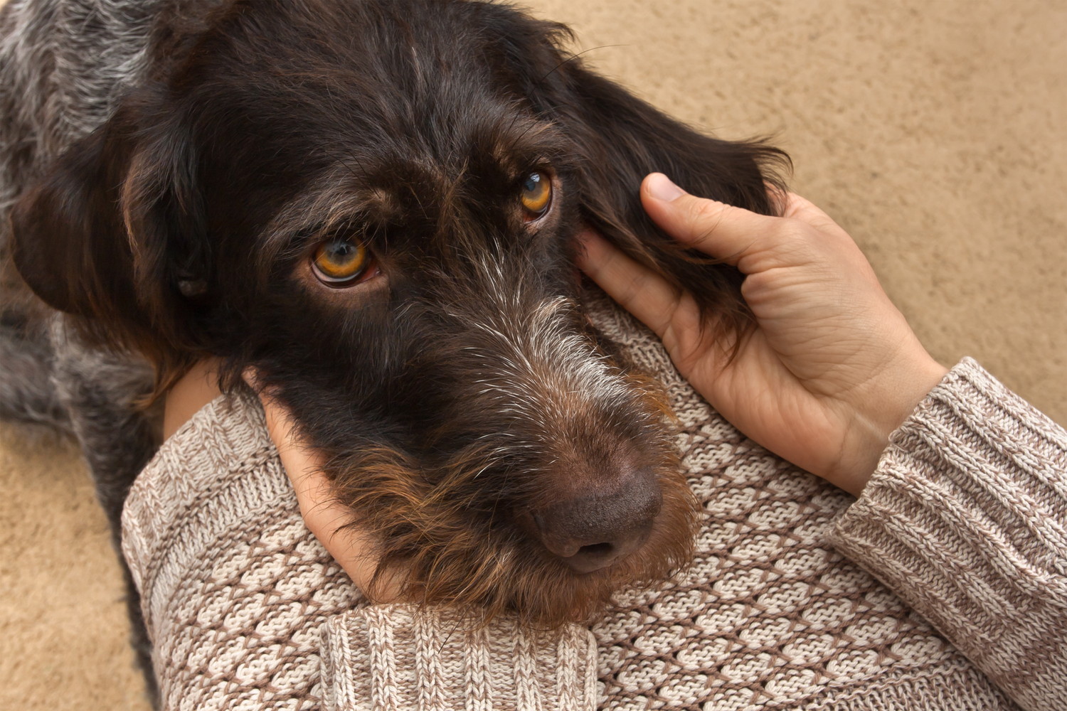飼い主の膝に頭を置いて上目遣いをしている犬