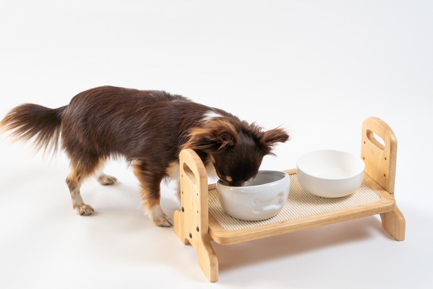 食器からフードを食べている犬