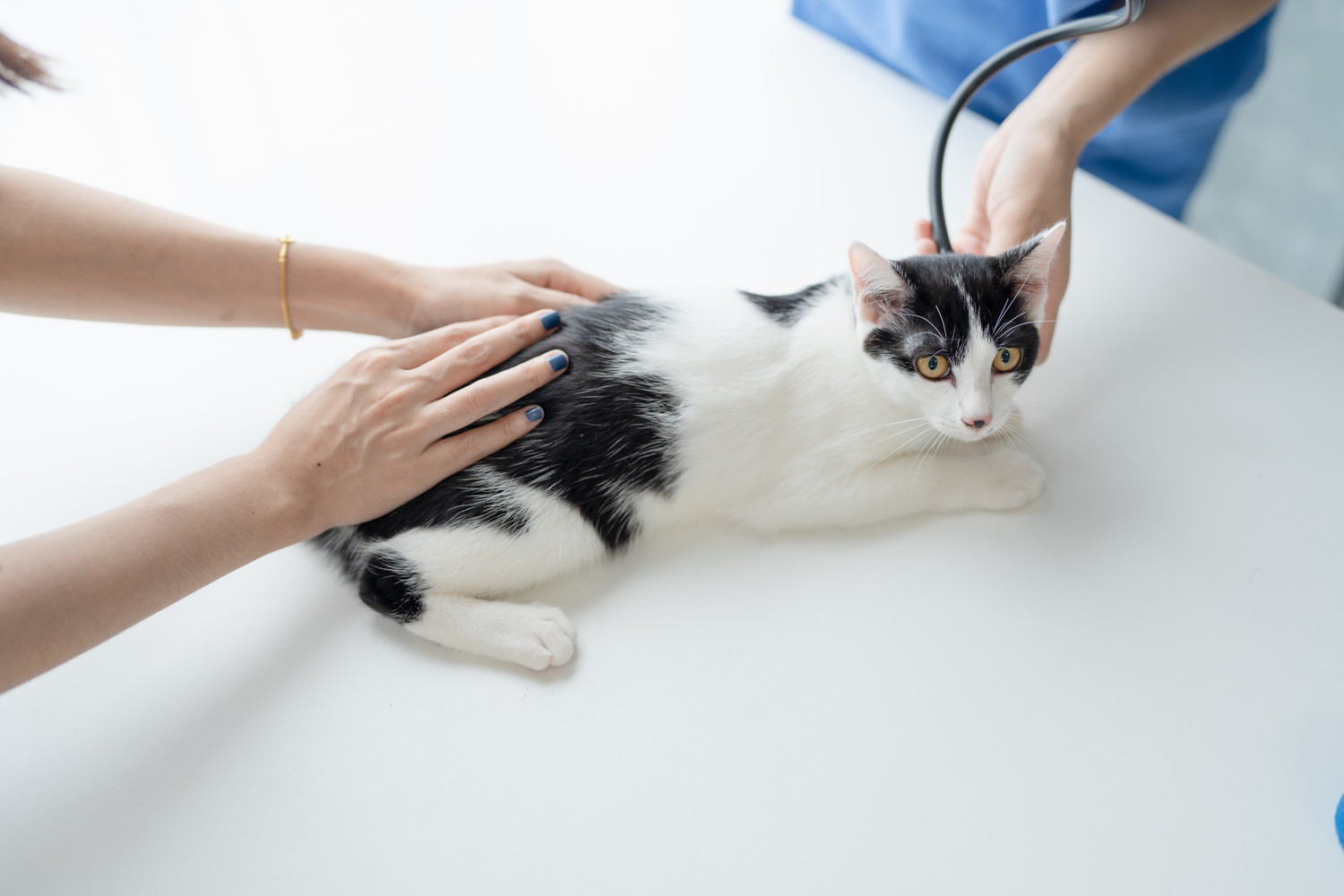 飼い主に体を持たれながら獣医師の診察を受ける猫