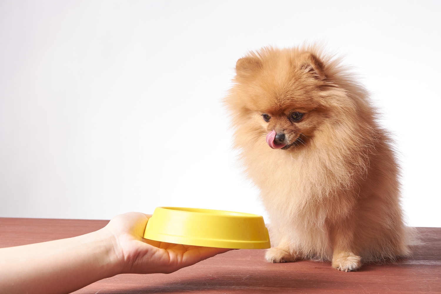 舌で口元を舐めながら差し出された食器を見つめる犬