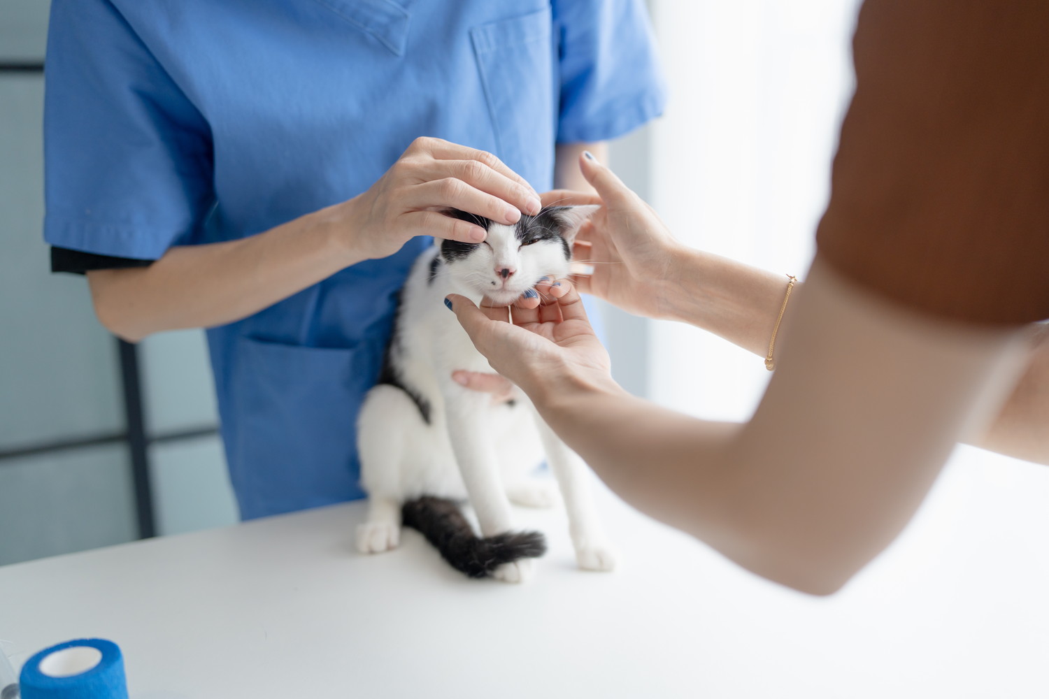 診察台の上で獣医師と飼い主になでられている猫