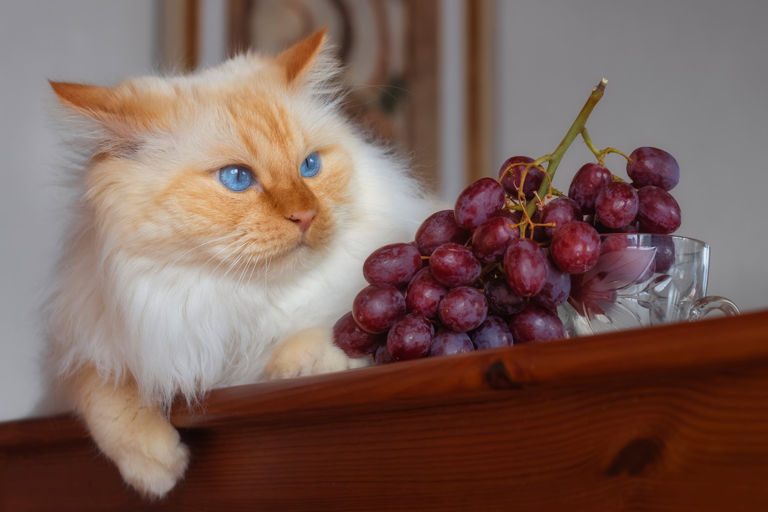 ぶどうの隣で伏せている猫