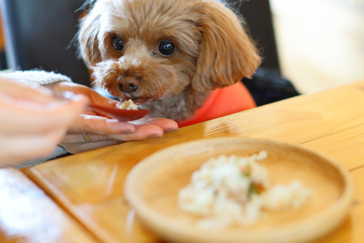 飼い主が差し出すスプーンから手作り食を食べる犬