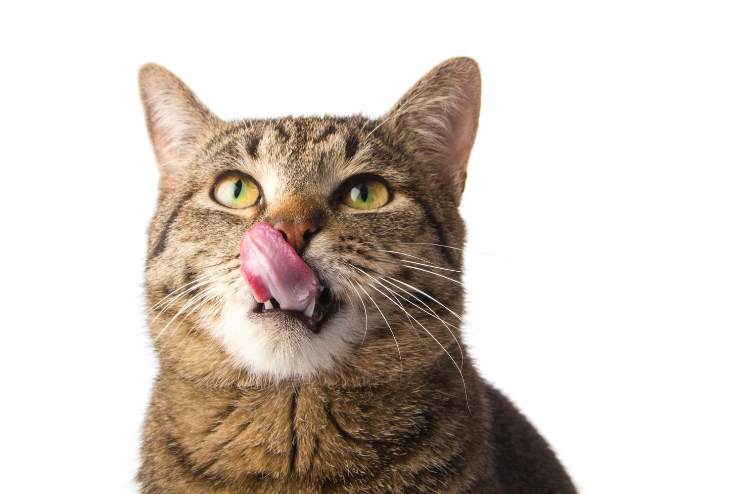 口元を舌で舐めている猫のアップ