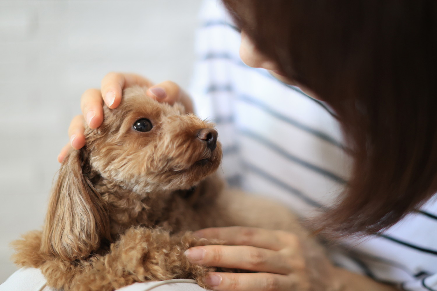 飼い主に抱っこされながら顔を見合わせている犬
