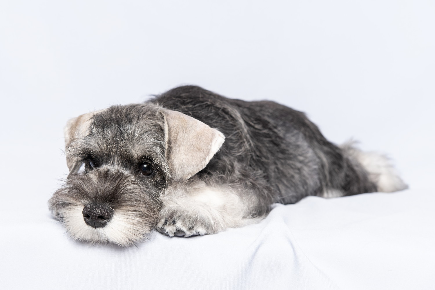 悲しげな表情をしながら伏せている犬