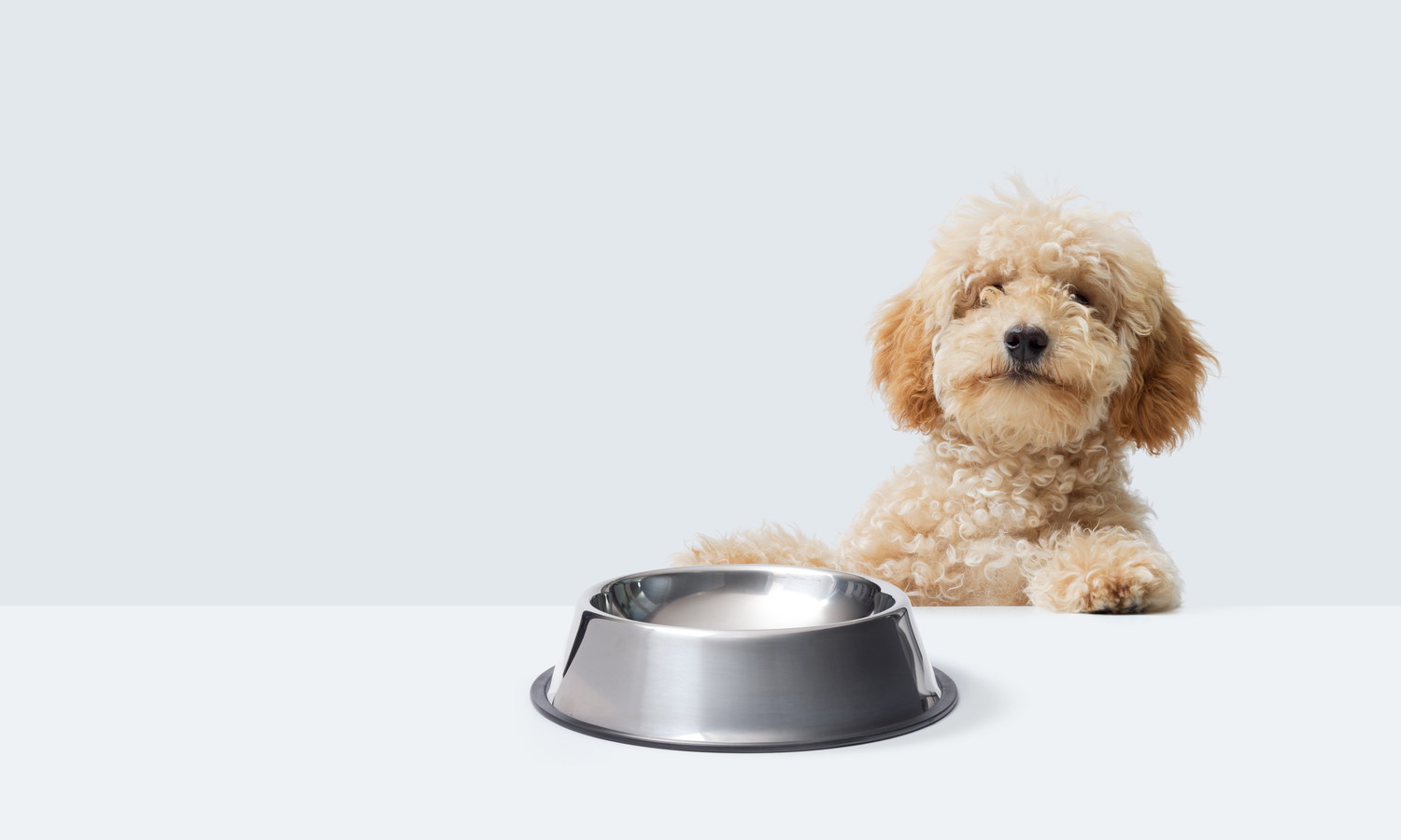 テーブルに足をかけてフードを待っている犬