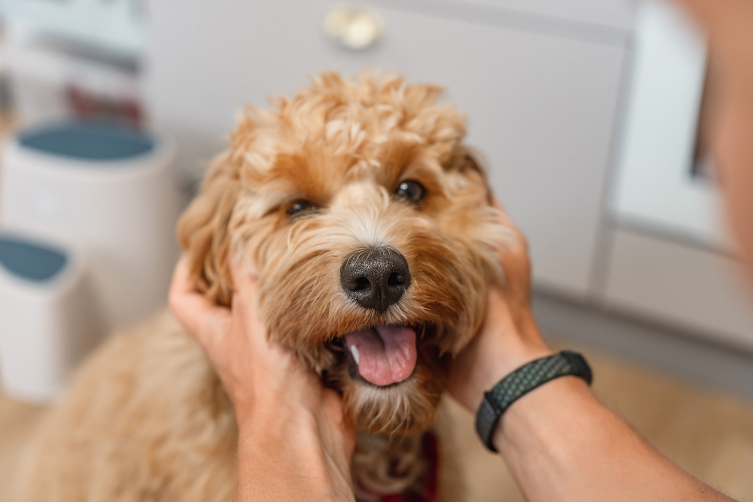 飼い主に顔をなでられている犬