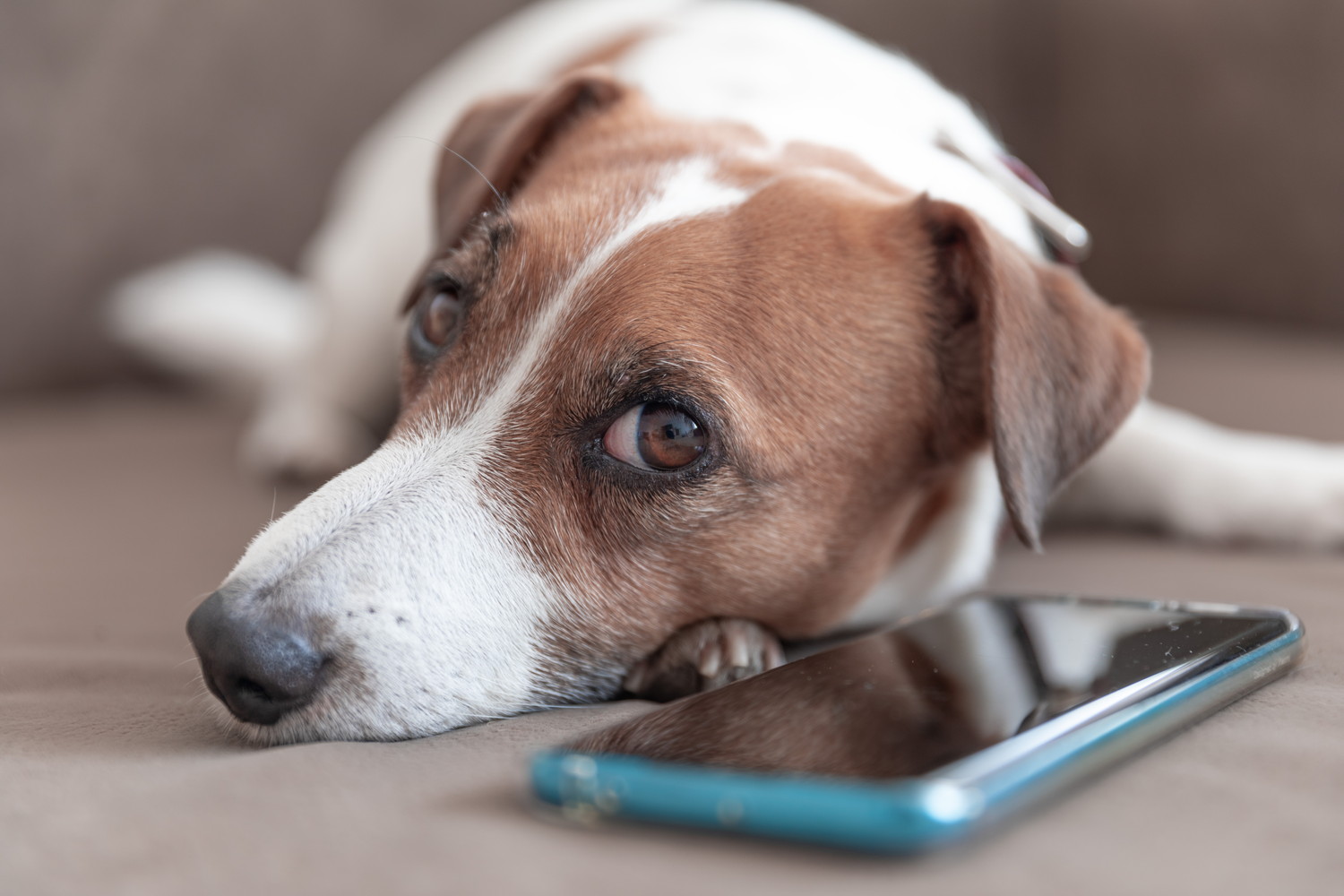 携帯電話のそばで伏せている犬