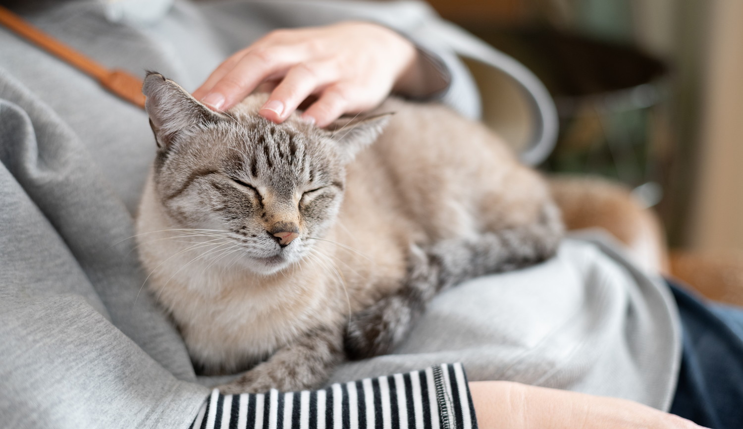 飼い主に抱っこされてなでられている猫