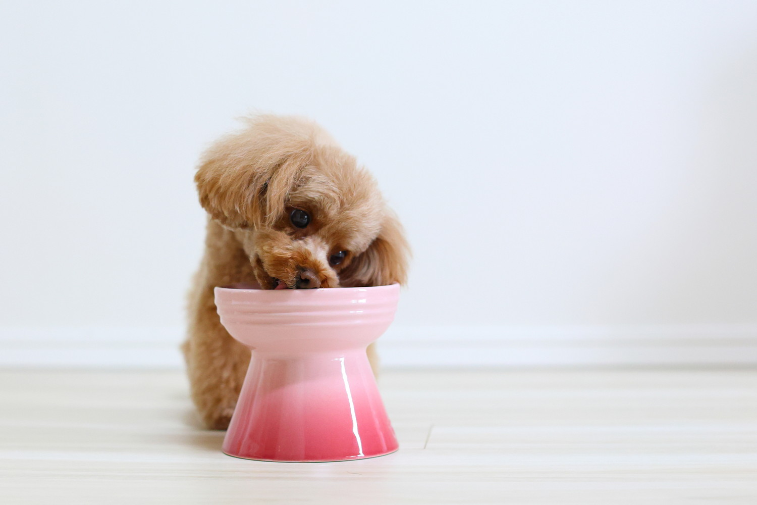 食器からフードを食べている犬