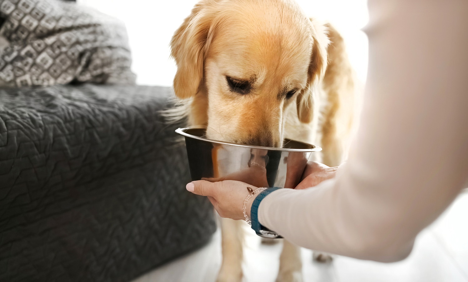 飼い主が差し出す食器から飲水している犬