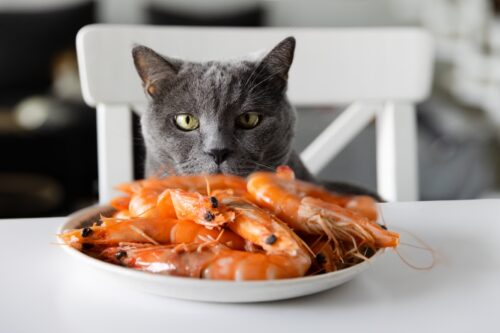 エビを見つめる猫