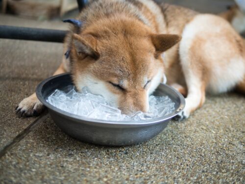 氷に顔をつける犬