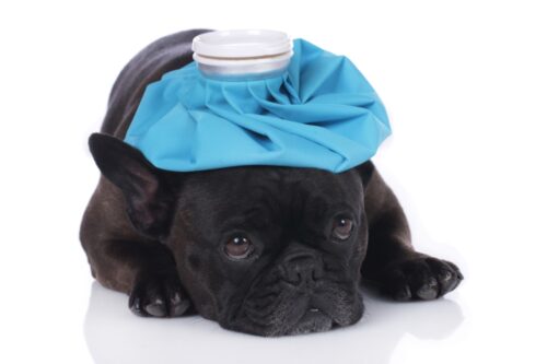 氷のうで冷やされる犬