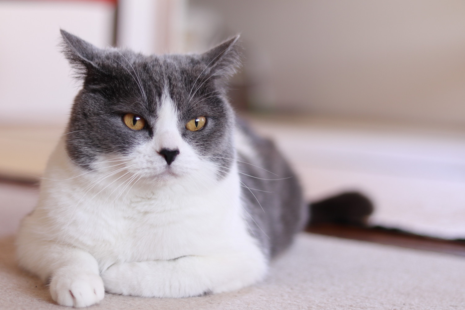 不機嫌そうにイカ耳のまま伏せている猫