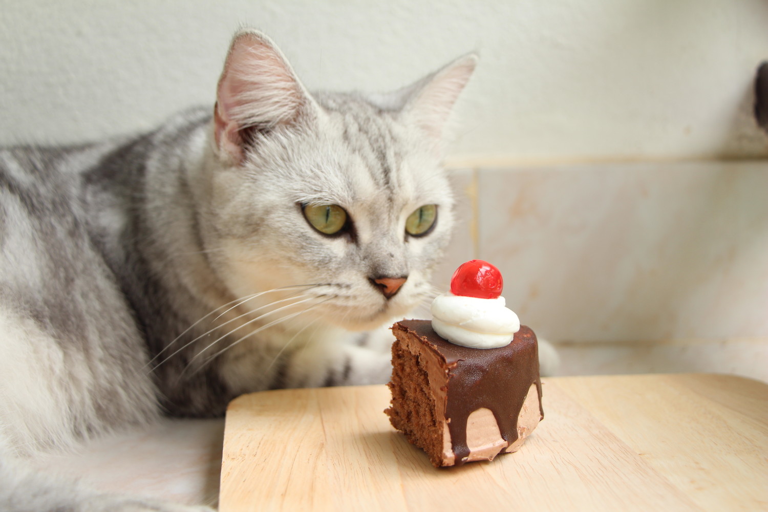 机に置かれたチョコレートケーキを見つめる猫