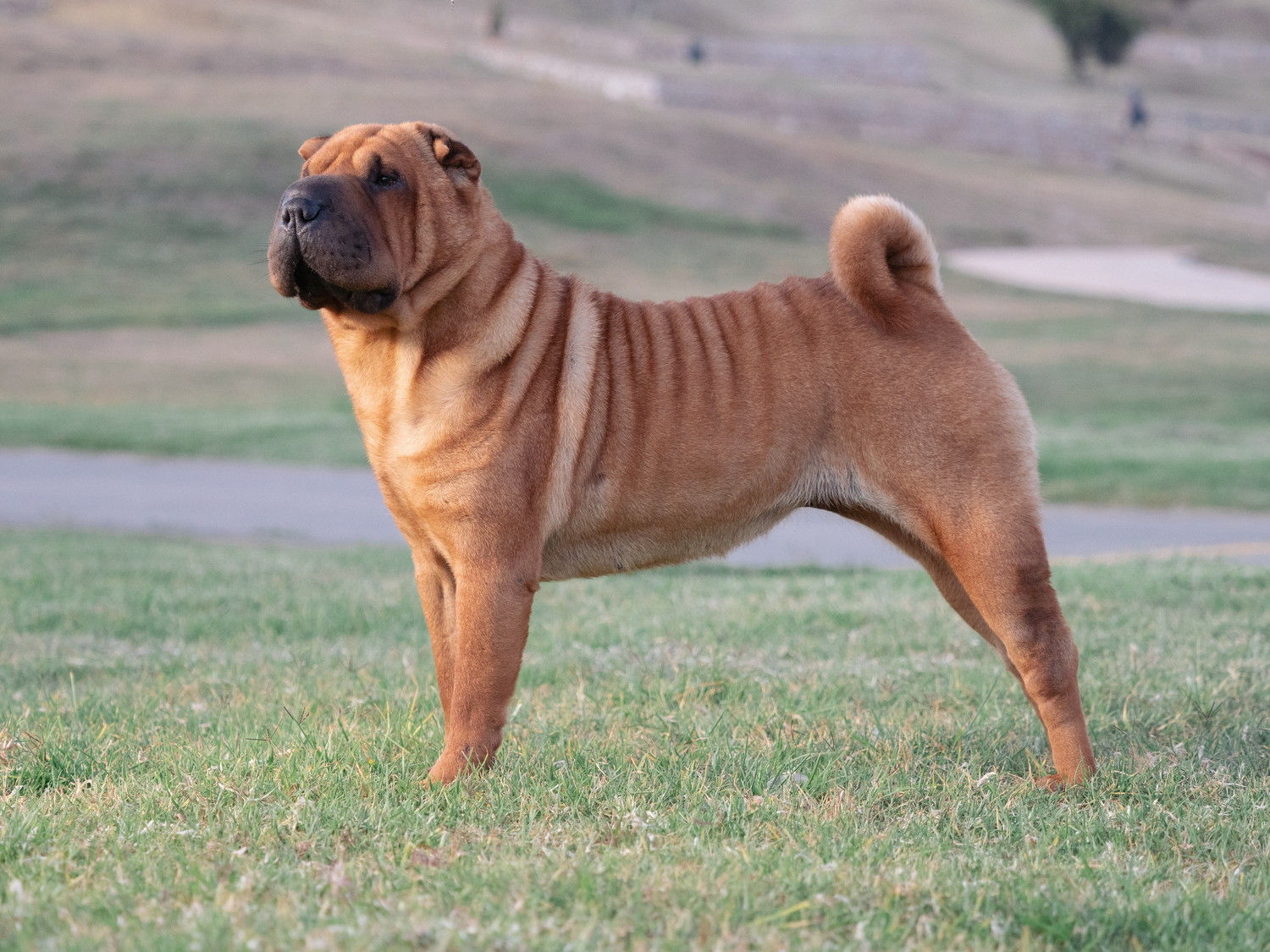 原っぱで横向きに立つシャーペイ