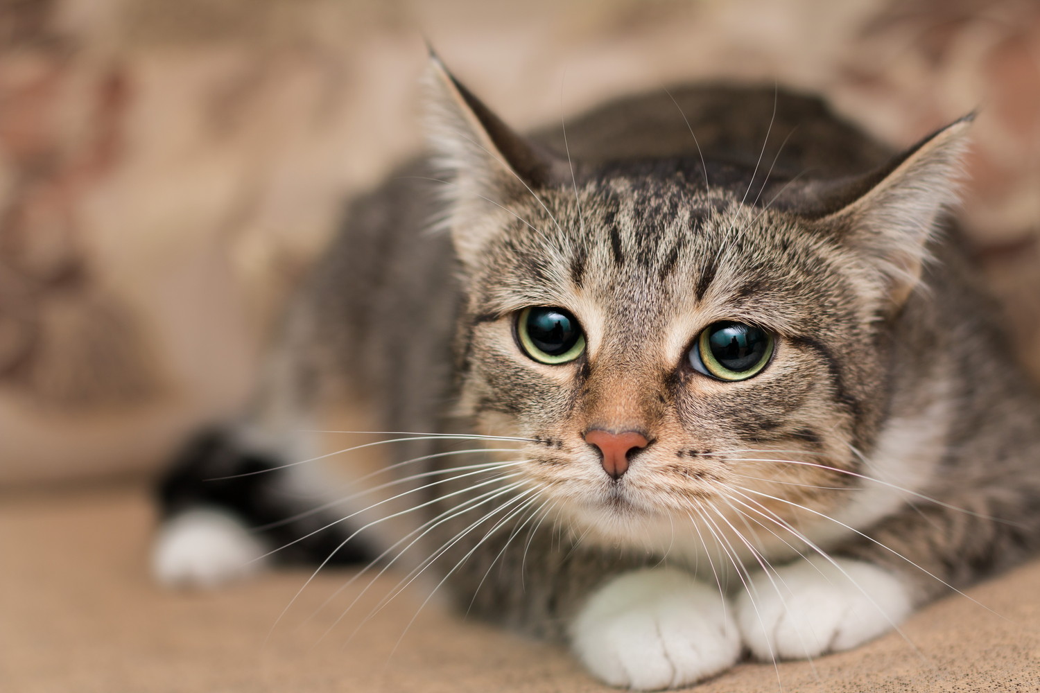 不安気な表情でうずくまっている猫