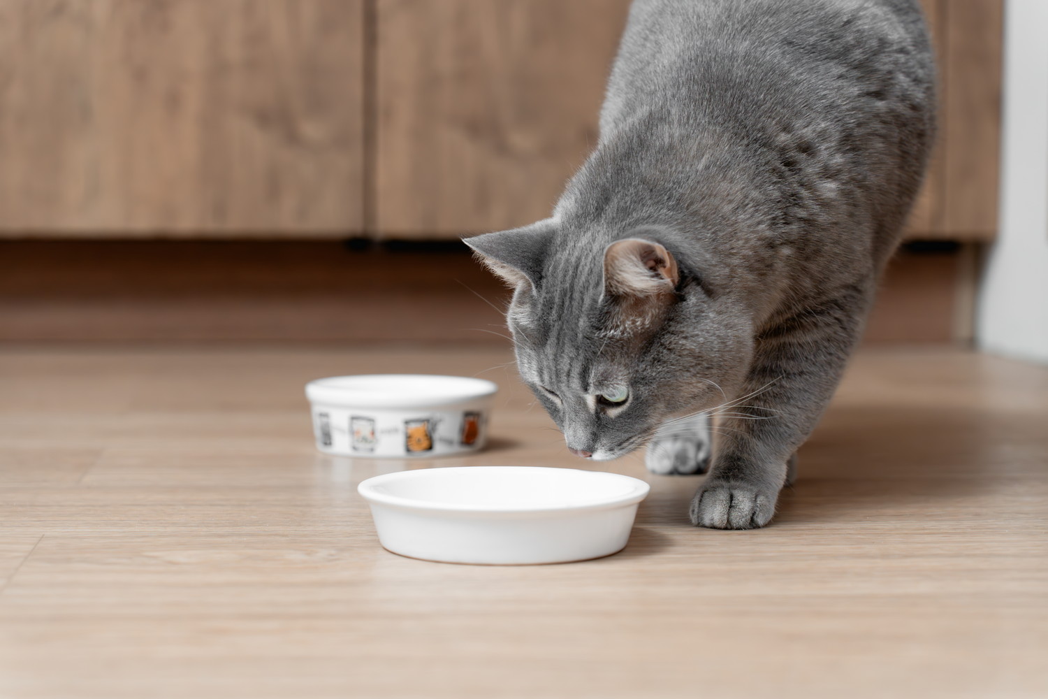 食器を覗き込んでいる猫