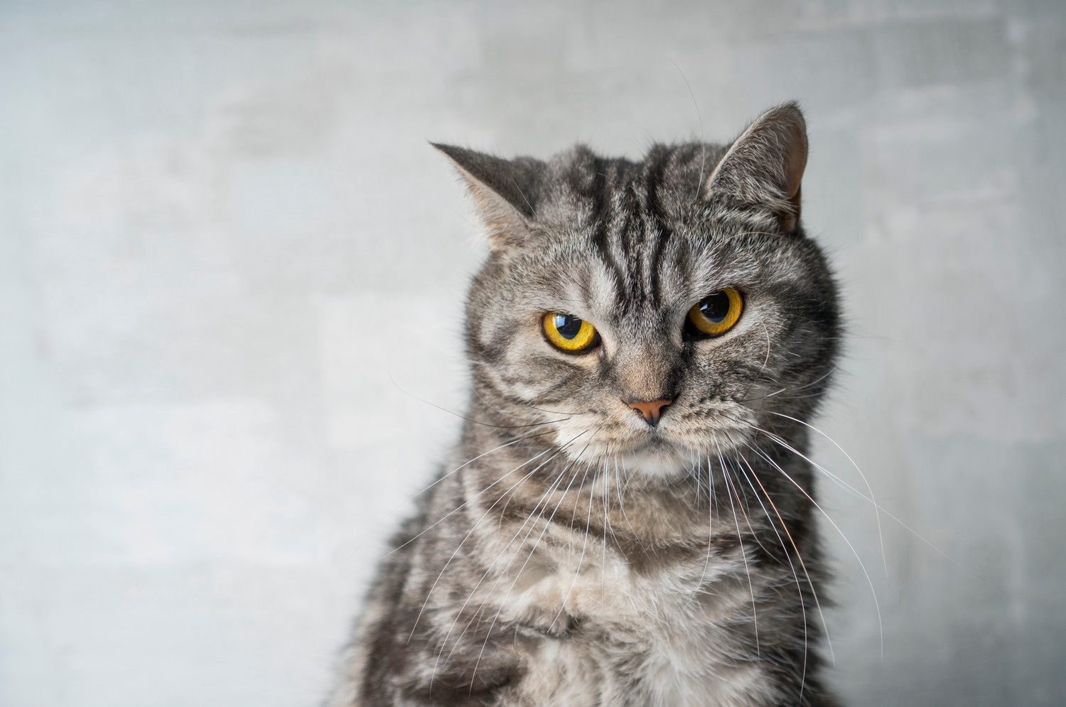 不機嫌そうな表情で正面を見つめる猫