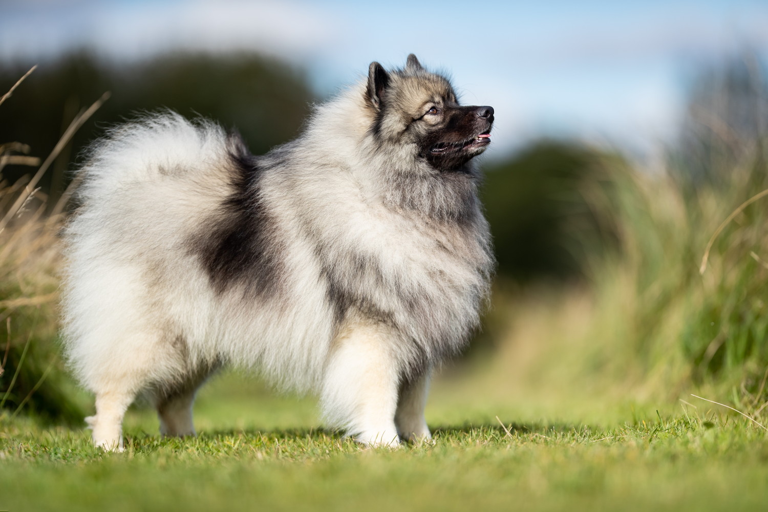 芝生の上に横向きに立っているキースホンド