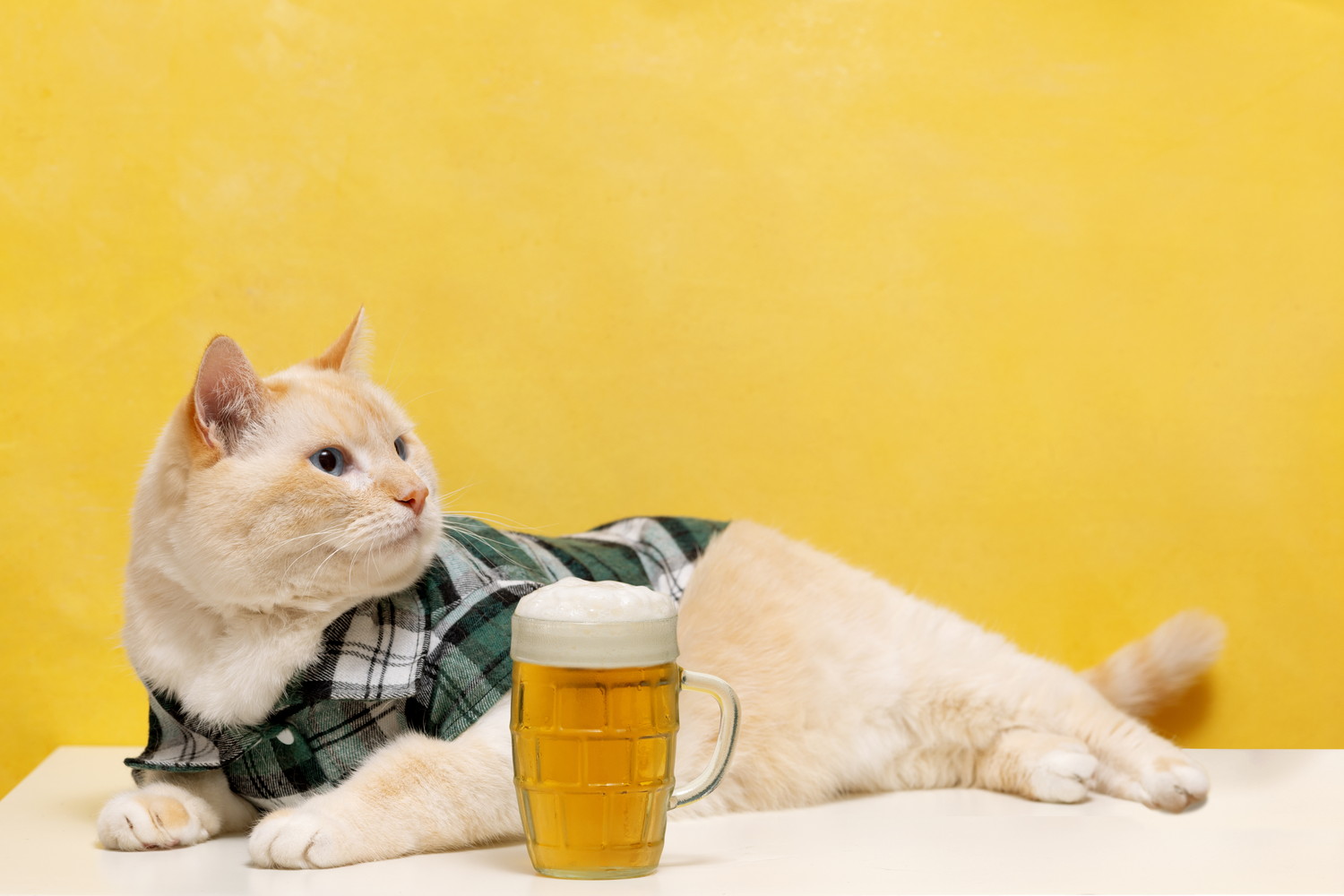 ビールが入ったジョッキのそばで伏せている猫