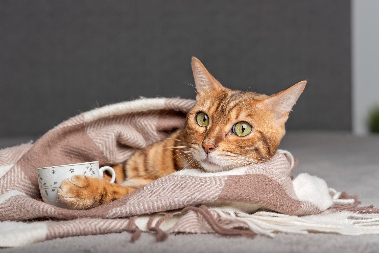 ティーカップを抱えてブランケットに包まる猫