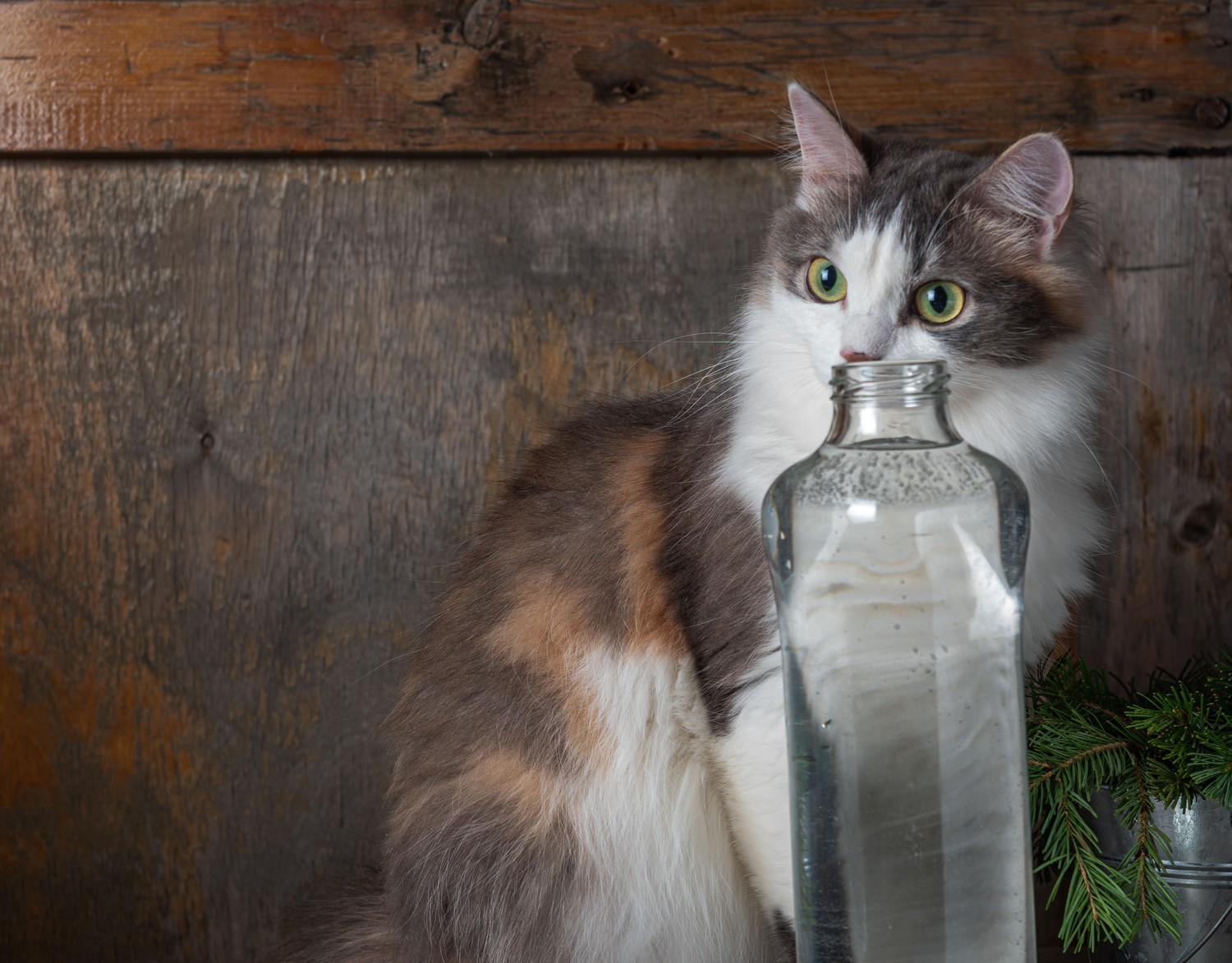 ミネラルウォーターのボトルに鼻を近づける猫