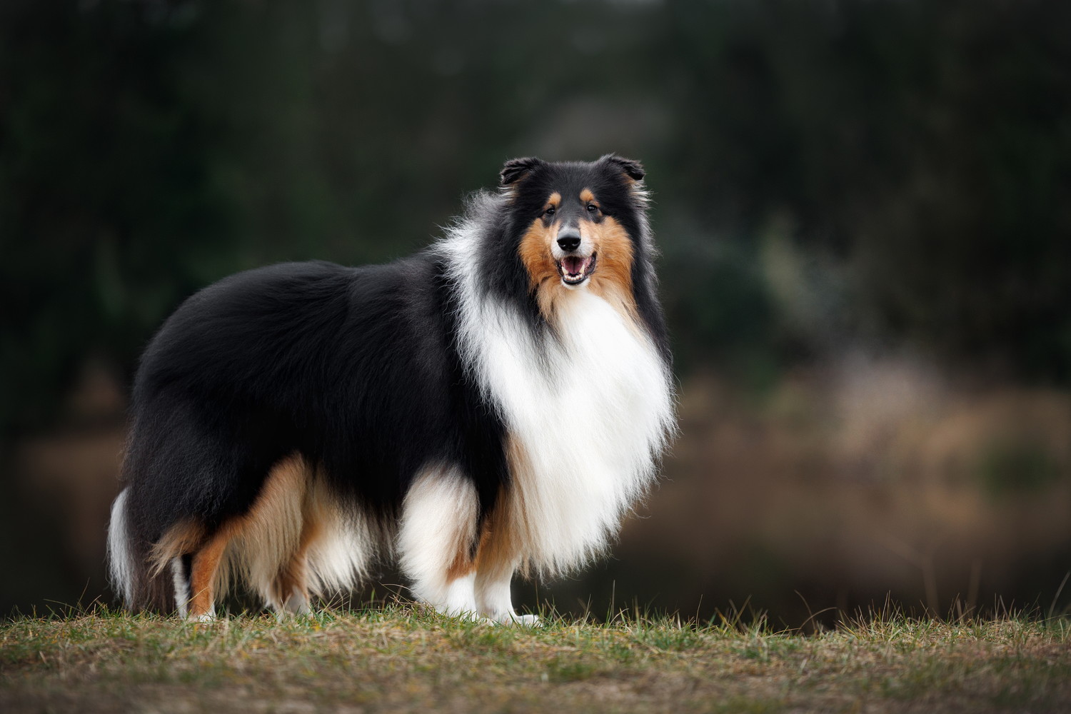 芝生の上で横向きに立つラフ・コリー