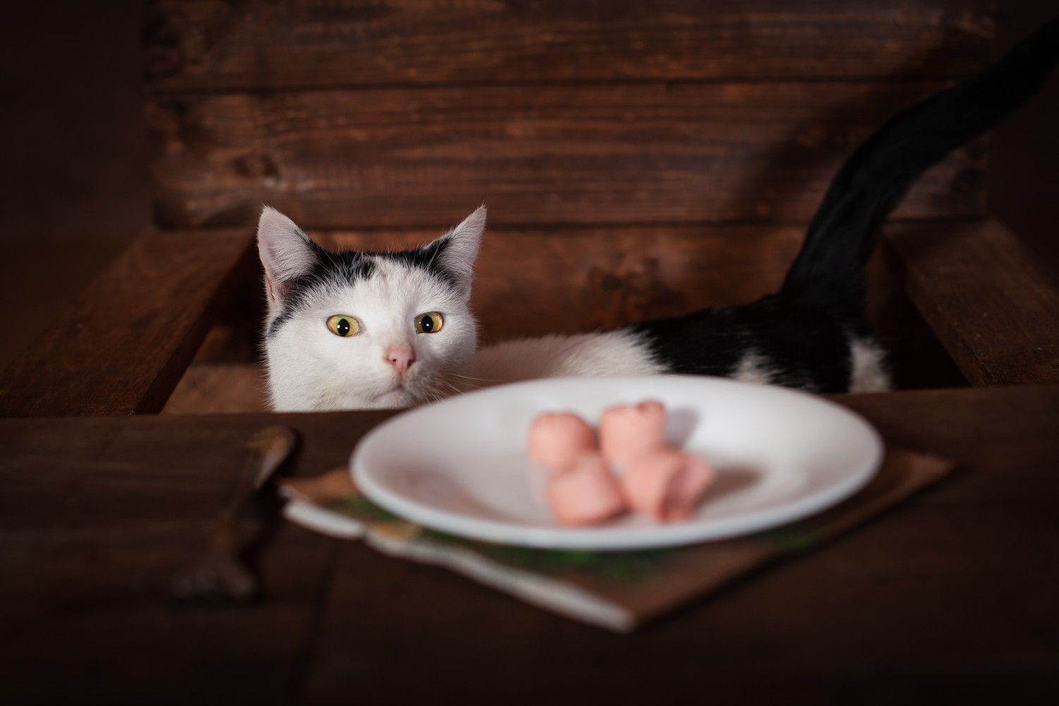 魚肉ソーセージがのったお皿を見つめる猫