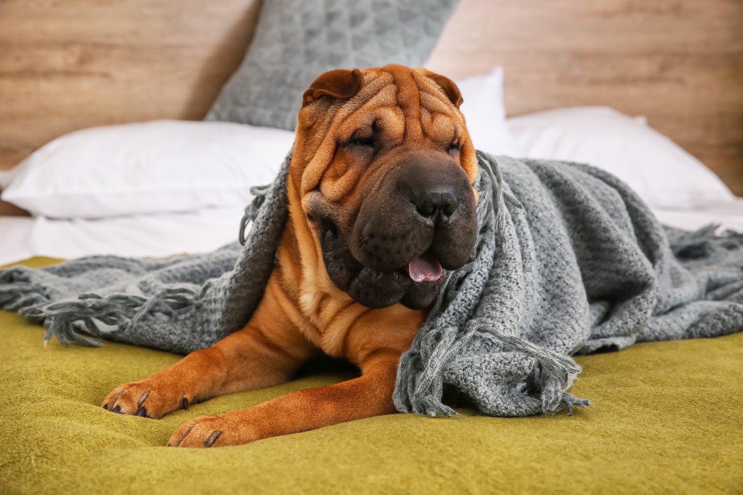 ベッドの上でくつろぐシャーペイ