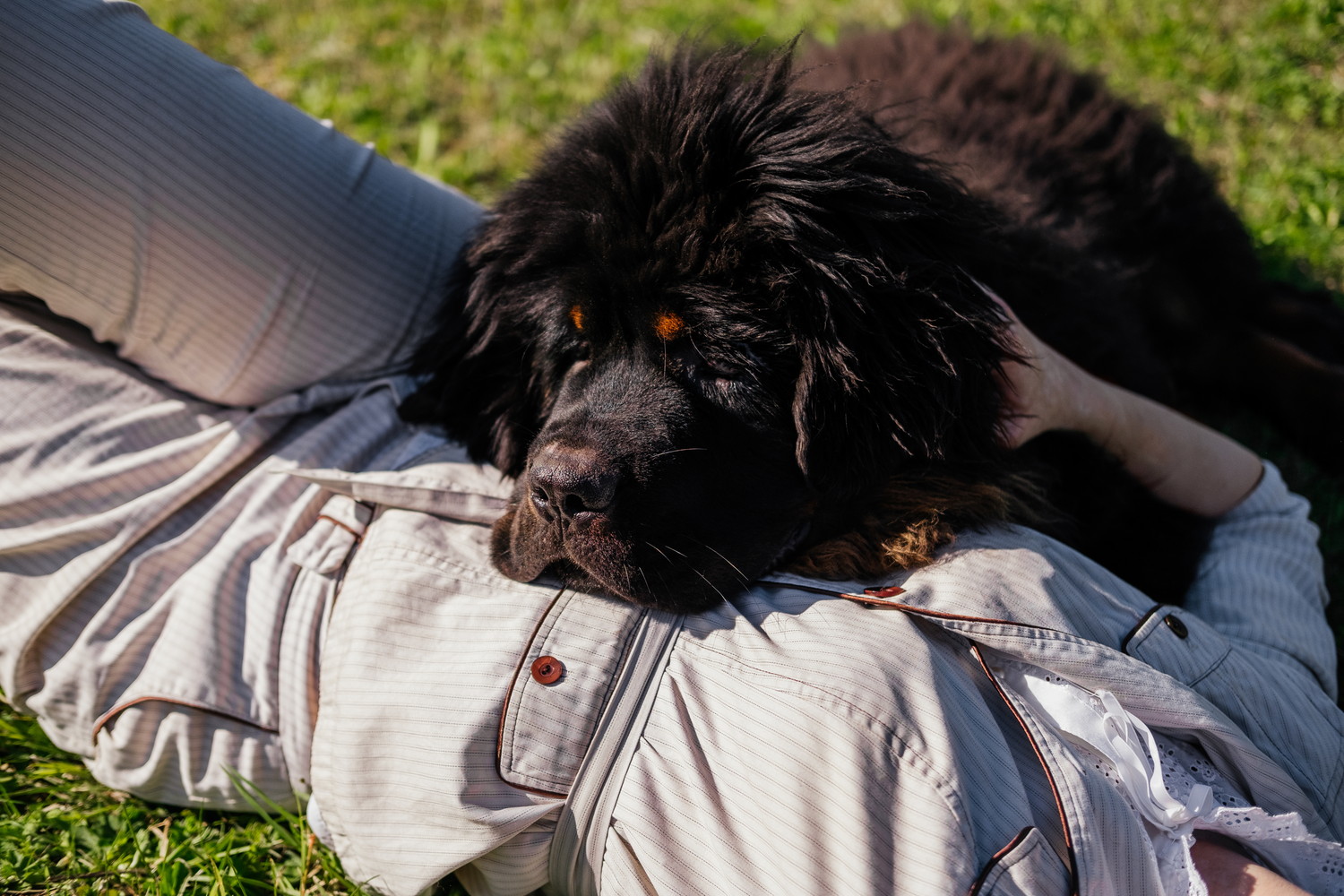 飼い主の体の上に頭をのせてくつろぐチベタンマスティフ