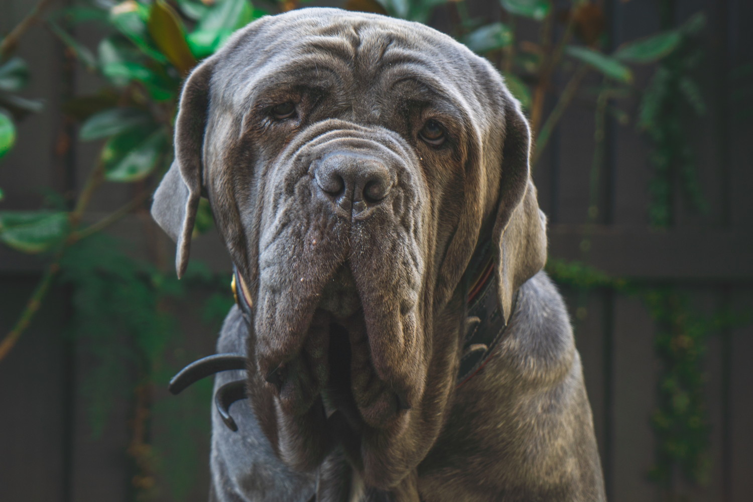 穏やかな表情のナポリタンマスティフのアップ