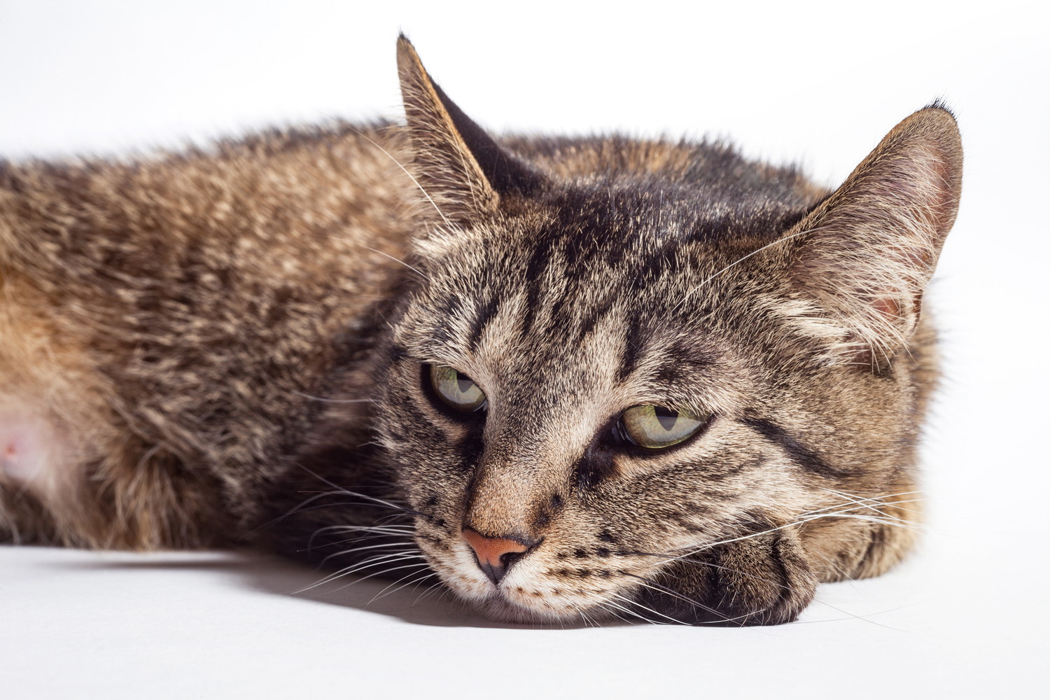 不機嫌そうな表情で伏せている猫