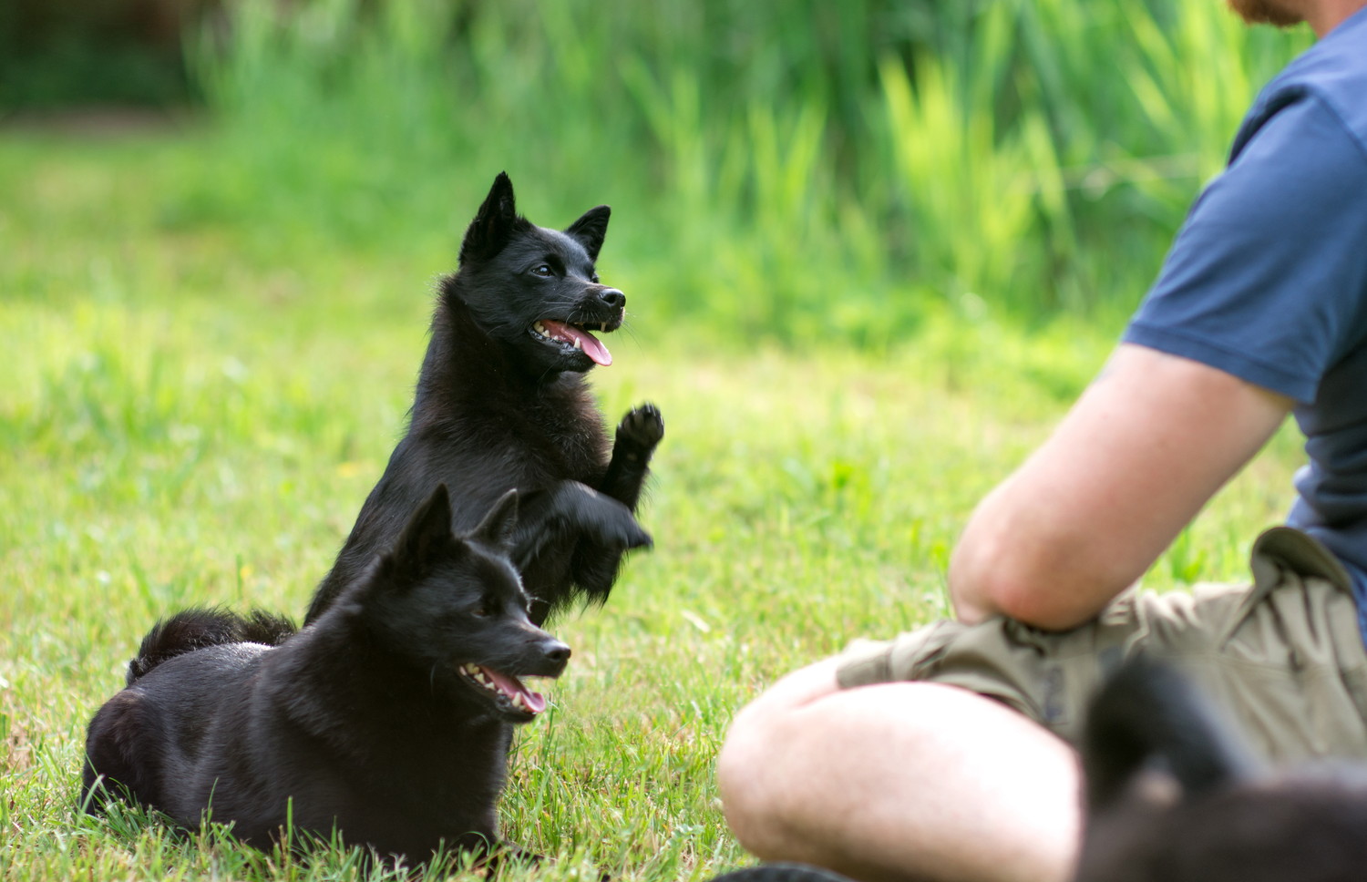 飼い主の前で嬉しそうな表情の2頭のスキッパーキ