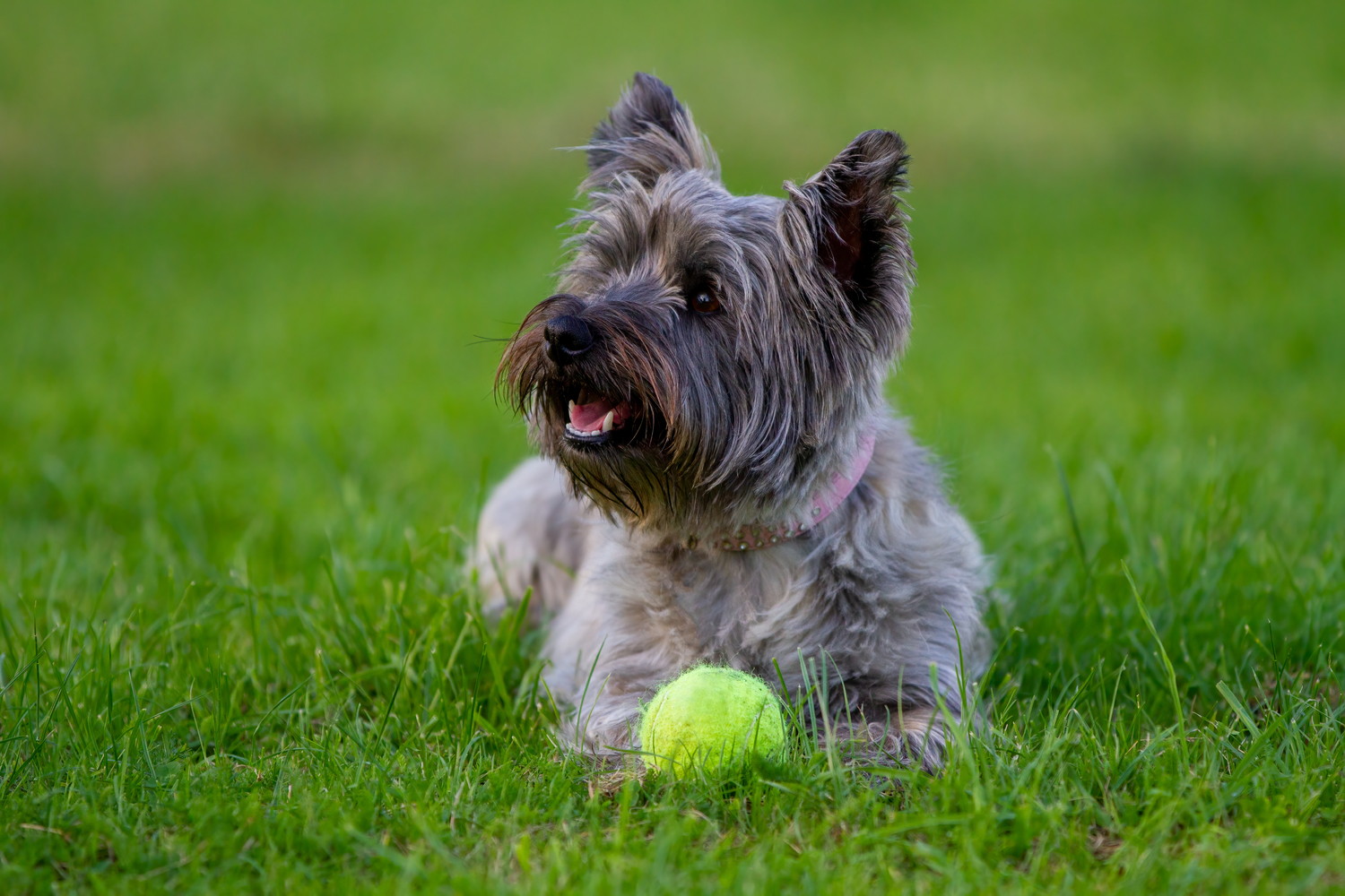 ボールを抱えて芝生に伏せているケアーンテリア