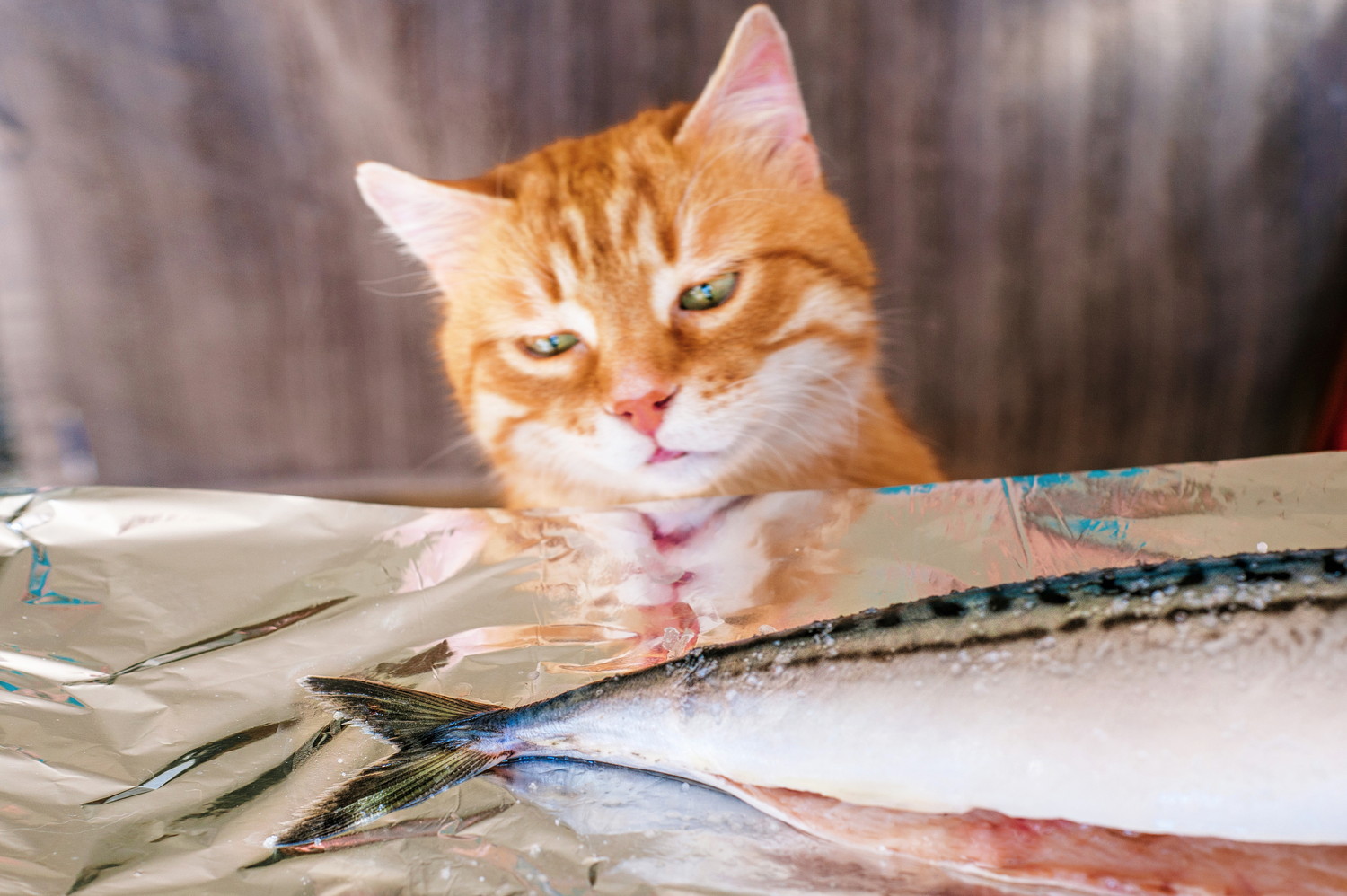 アルミホイルに置かれた生のサバを見つめる猫